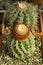 Melocactus matanzanus tropical exotic evergreen cactus Melocactus with a bright cap in a pot