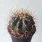 Melocactus oreas. Cactus on black plastic pot. Drought tolerant plant.