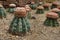 Melocactus oreas Miqu, cactus grows in sand