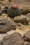 Melocactus in Serra da Capivara, Piaui, Brazil