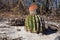 Melocactus Turk cap cactus