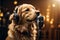 Melodic Golden Retriever: Mic & Headset Serenade - Captivating Artistry in Auditorium Musical Event, Unleashing Vocal Talents