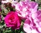 Melodie Parfumee Roses