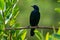 Melodious blackbird - Dives dives medium-sized blackbird with a rounded tail, plumage is entirely black with a bluish gloss, and