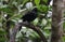 A Melodious Blackbird male on a branch