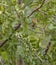 Melodious Warbler in dense vegetation