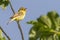 Melodious warbler Hippolais polyglotta
