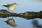 Melodious warbler - Hippolais polyglotta