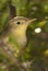 Melodious warbler - Hippolais polyglotta