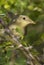 Melodious warbler - Hippolais polyglotta