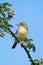 Melodious warbler - Hippolais polyglotta