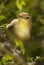 Melodious warbler - Hippolais polyglotta