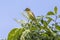 Melodious warbler (Hippolais polyglotta)