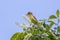 Melodious warbler (Hippolais polyglotta)