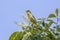 Melodious warbler (Hippolais polyglotta)
