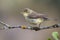 Melodious Warbler Hippolais polyglotta, perched on a branch on a blurred background