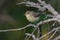 Melodious Warbler - Hippolais polyglotta - PyrÃ©nÃ©es-Orientales, France