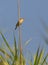 Melodious warbler on reed