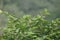 melodious warbler singing in a shrub