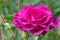 Melody Parfumee Pink Rose Flower