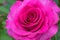 Melody Parfumee Pink Rose Flower