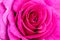 Melody Parfumee Pink Rose Flower Macro