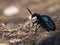 Meloe proscarabaeus adult oil beetle living in Europe