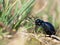 Meloe proscarabaeus adult oil beetle living in Europe