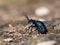 Meloe proscarabaeus adult oil beetle living in Europe