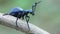 Meloe proscarabaeus Blister beetle insect in wildlife. Dark blue beattle on tree branch in summer