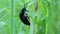 Meloe proscarabaeus Blister beetle insect in wildlife. Dark blue beetle in green fresh grass in summer