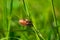 Melolontha hippocastani Fabricius beetle among green grass