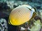 Melon butterflyfish