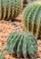 Melon cactus on colorful stone