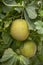 Melon or cantaloupe melons growing in supported by string melon nets ,The yellow melon with leaves and sunlight in the farm