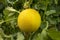 Melon or cantaloupe melons growing in supported by string melon nets ,The yellow melon with leaves and sunlight in the farm