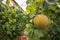 Melon or cantaloupe melons growing in supported by string melon nets ,The yellow melon with leaves and sunlight in the farm