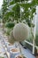 Melon closeup detail fruit art