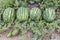 Melon field with heaps of ripe watermelons in summer