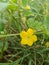 Melon Flowers