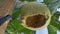 Melon fruit hanging on the stem of the plant being bitten by a wild animal