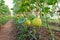 Melon fruit production in greenhouse cover with protection net to prevent crop from insect infestation