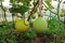 Melon fruit production in greenhouse cover with protection net to prevent crop from insect infestation