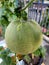 Melon fruit is still hanging on the stem of the plant