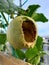 the melon fruit is still hanging on the stem of the plant being bitten by a wild animal