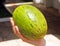 Melon in the girl\'s hand