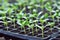 Melon in nursery tray, young melon plant growing