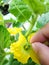 Melon plants and pollination with hand