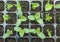 Melon seedling growing in black plastic tray