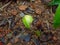 Melon seedlings